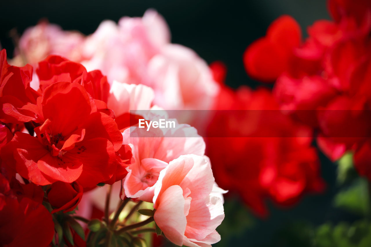 Close-up of pink roses