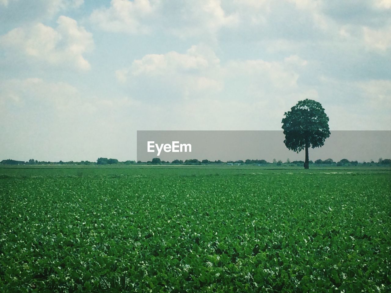 Lonely tree on the green field