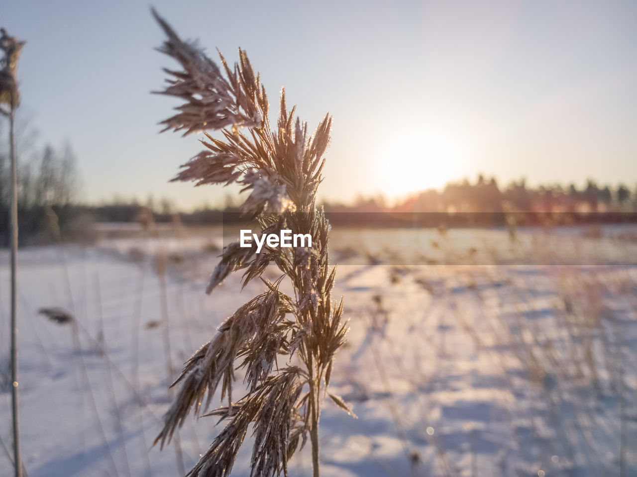 CLOSE-UP OF FROZEN TREE AGAINST SKY