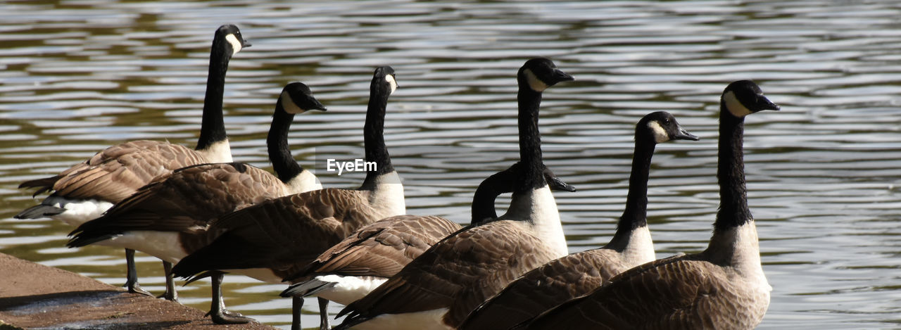 DUCKS IN LAKE