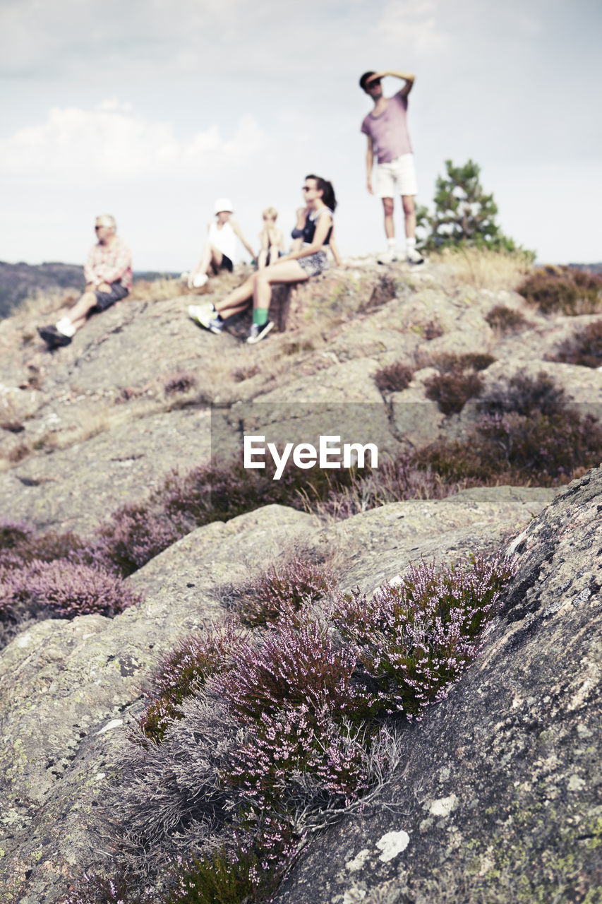 Flowering heathers, people on background