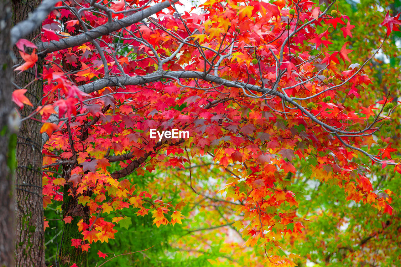 CLOSE-UP OF RED FLOWERING TREE