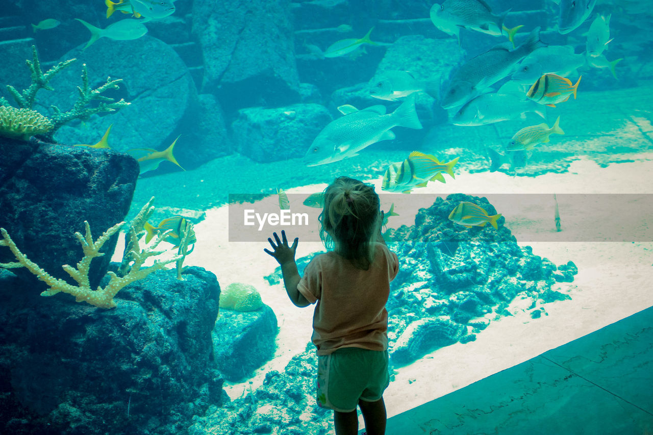 Rear view of girl looking at fish at aquarium