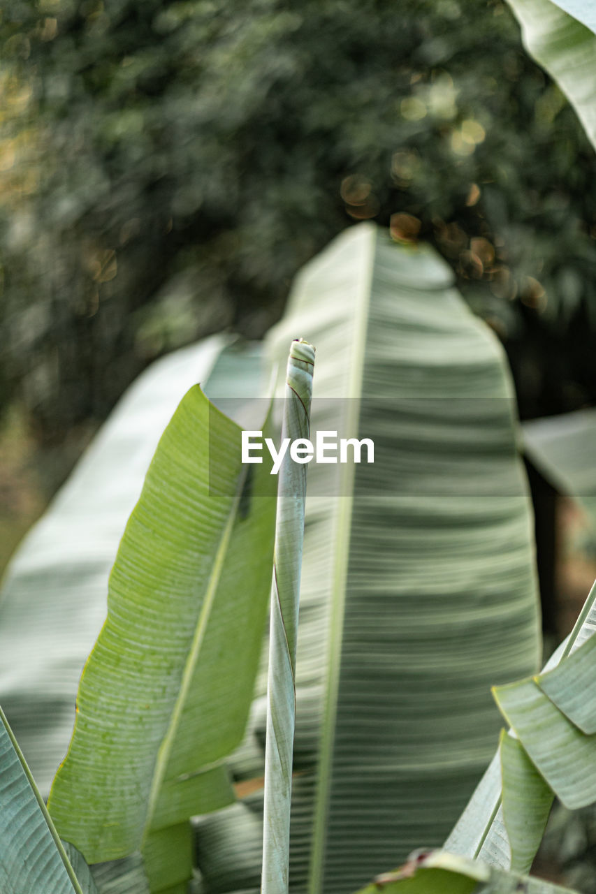 green, leaf, plant part, plant, tree, banana leaf, nature, flower, growth, no people, day, beauty in nature, outdoors, close-up, sunlight, focus on foreground