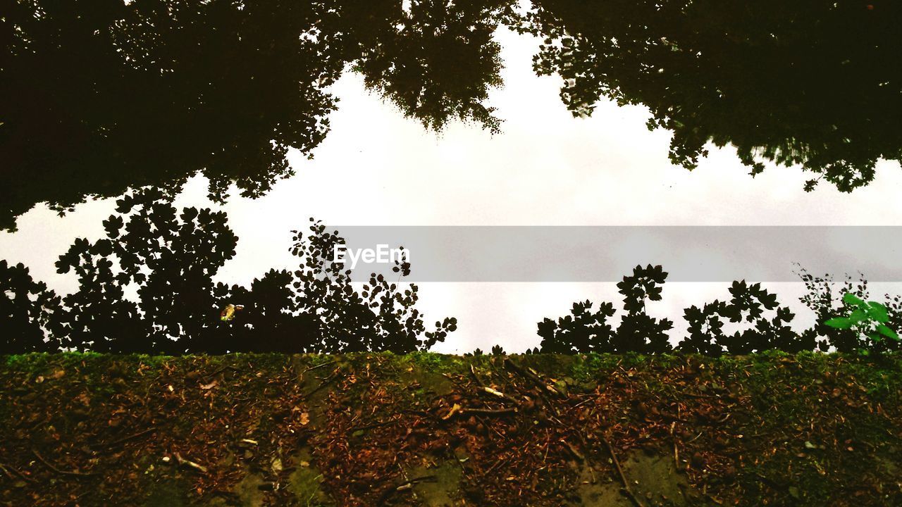 TREES AGAINST SKY ON FIELD