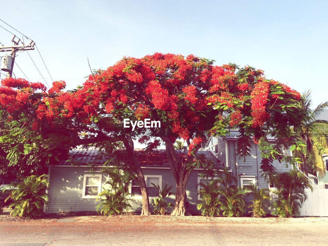 VIEW OF PLANTS WITH TREES IN BACKGROUND