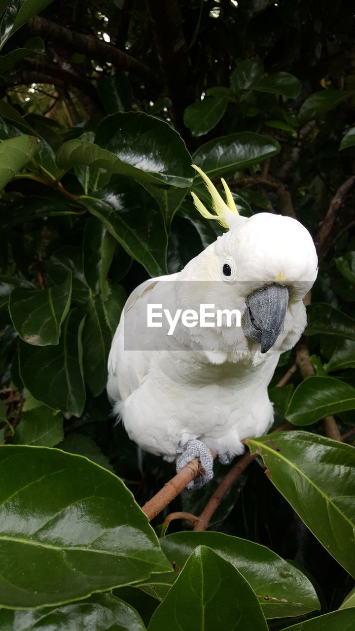 CLOSE-UP OF WHITE HERON PERCHING ON LEAF