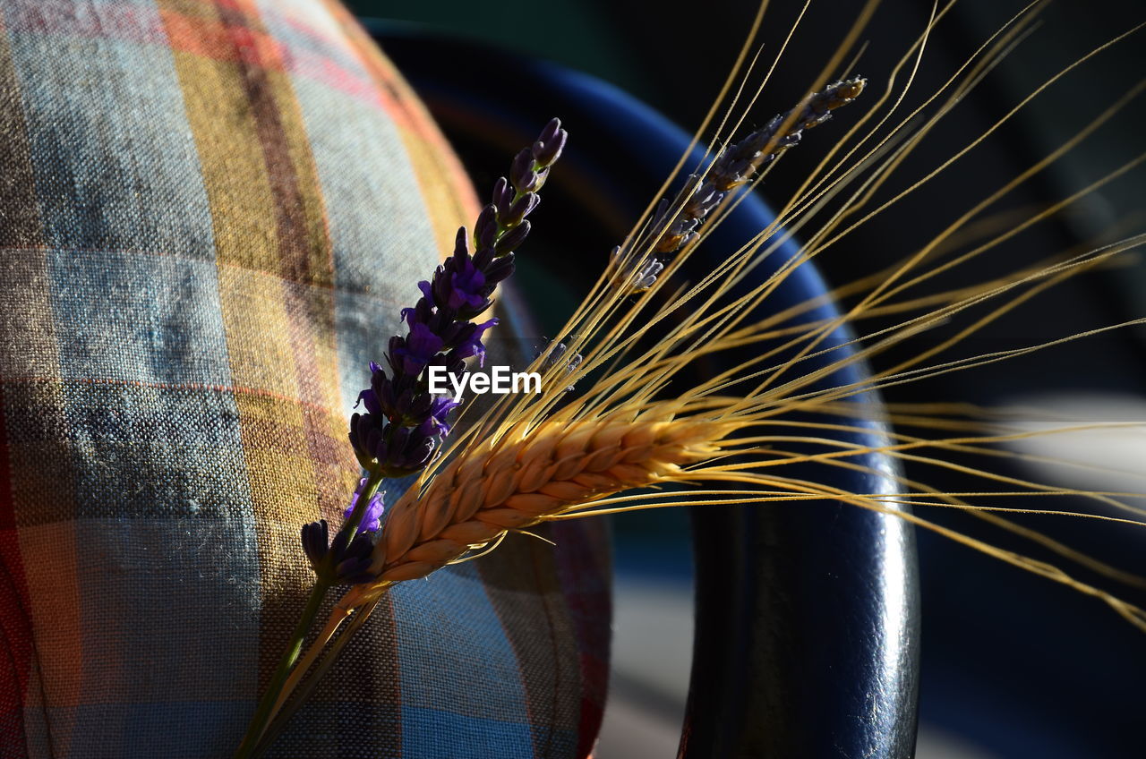 Close-up of lavender and cereal plant on seat