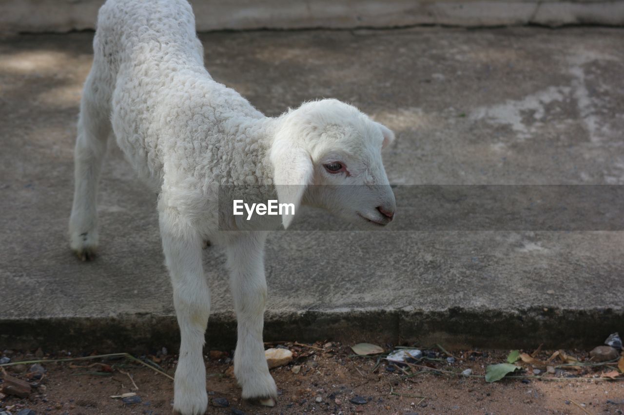 SHEEP STANDING IN FIELD