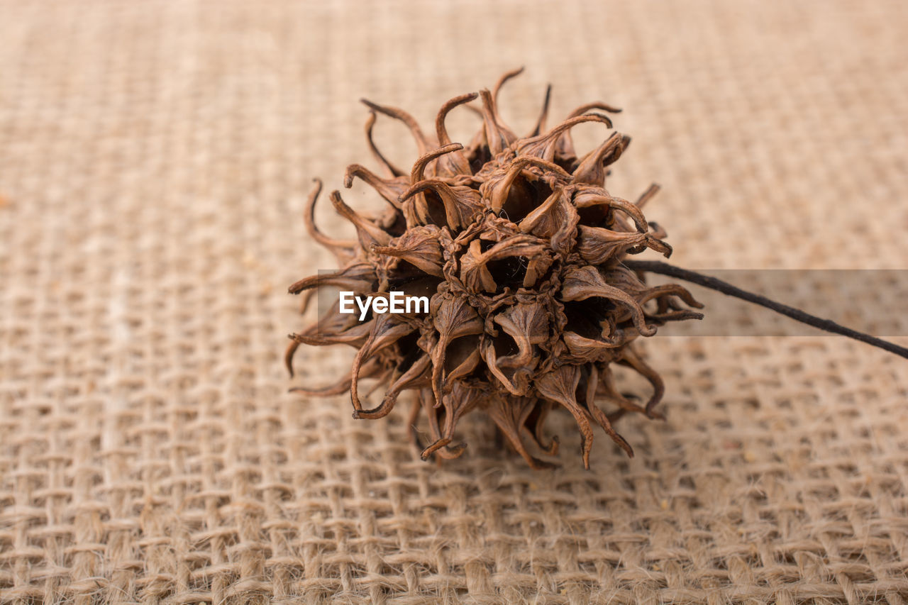 Close-up of wilted flower on table