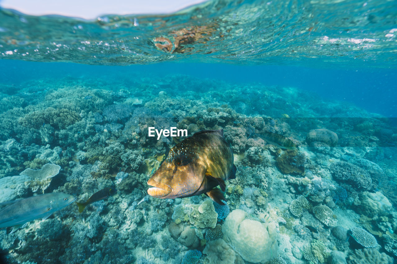 Cheilinus undulatus, maori wrasse humphead fish in australia