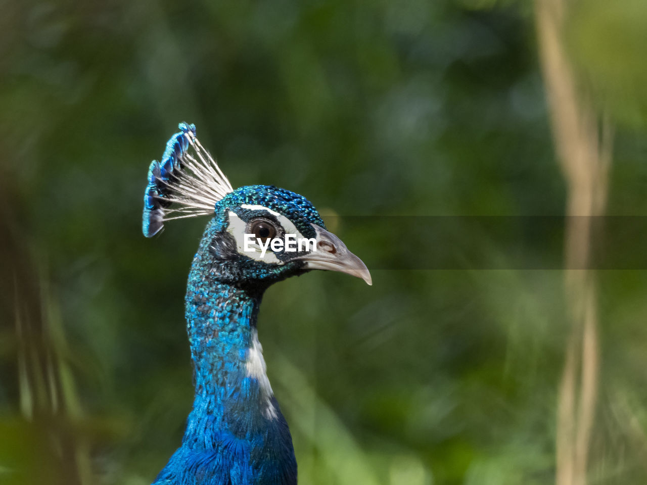 CLOSE-UP OF A BIRD