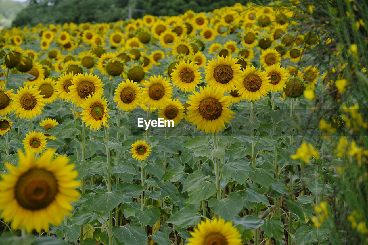 CLOSE-UP OF YELLOW FLOWERING PLANTS