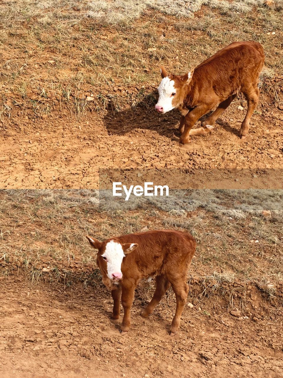 DOG STANDING ON FIELD