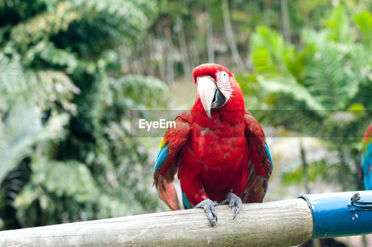 Scarlet macaw perching on wood