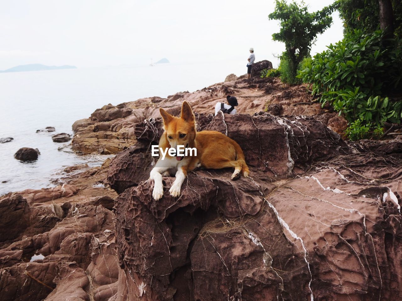 PORTRAIT OF A CAT ON ROCK