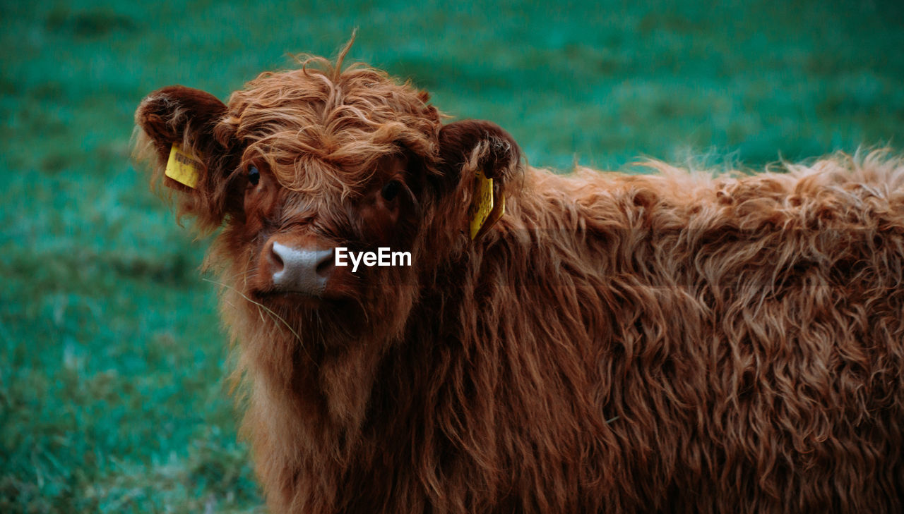 Portrait of a highland cow calf