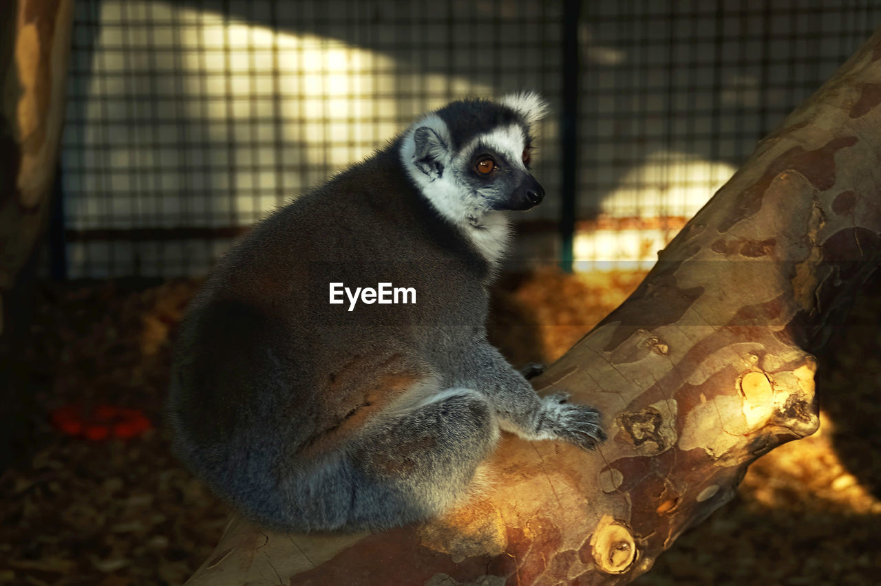Close-up of lemur