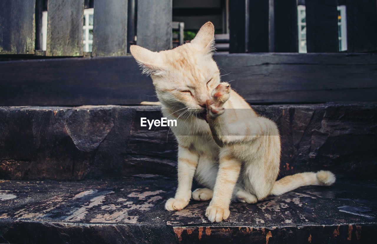 CATS SITTING ON WOOD