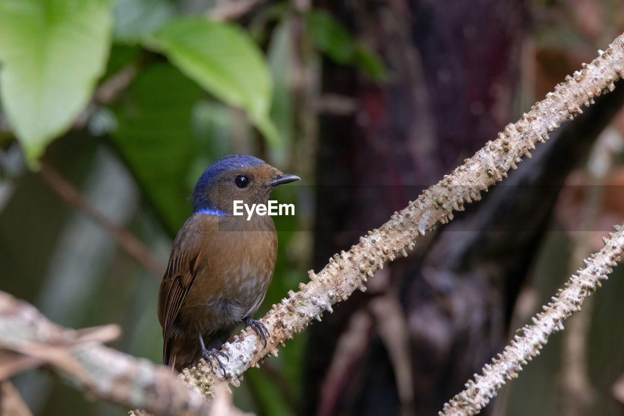 CLOSE-UP OF A BIRD PERCHING ON BRANCH