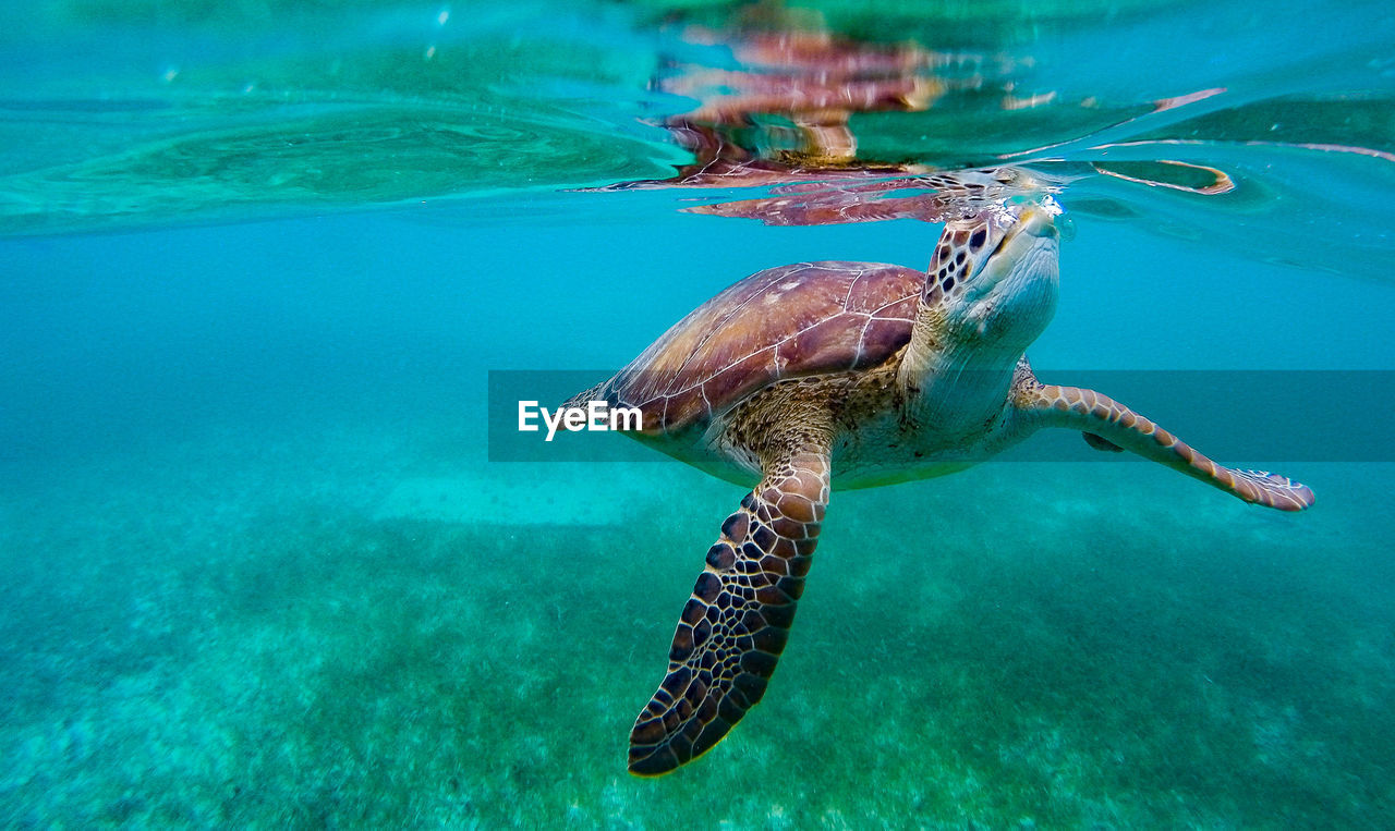 View of a turtle underwater