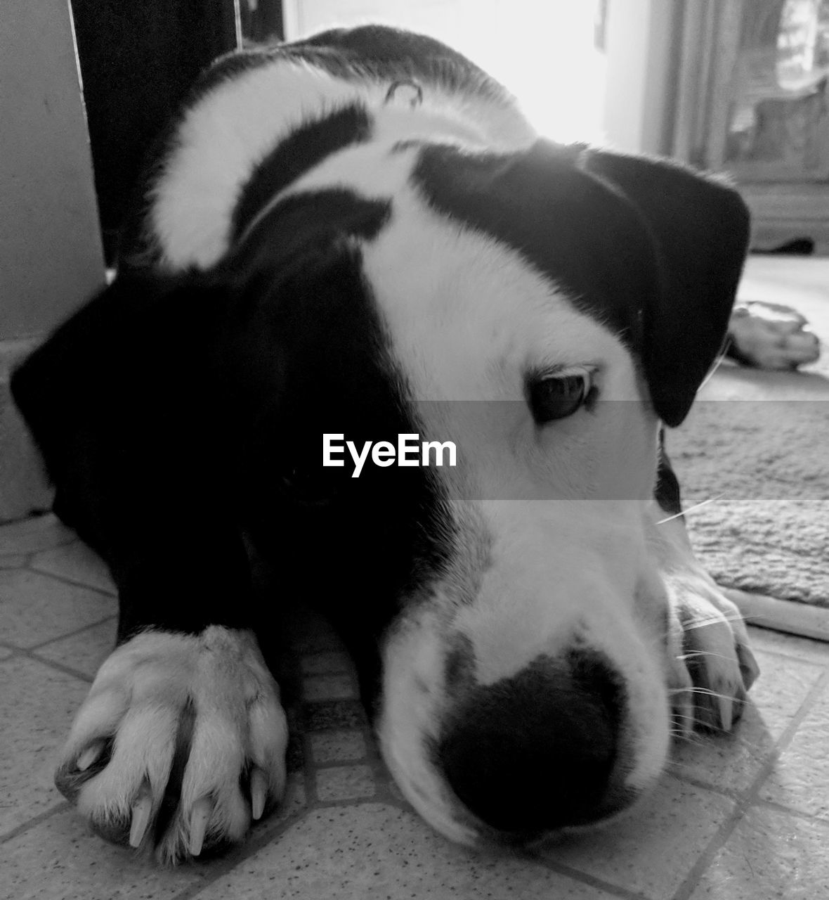 CLOSE-UP PORTRAIT OF DOG LYING DOWN ON FLOOR