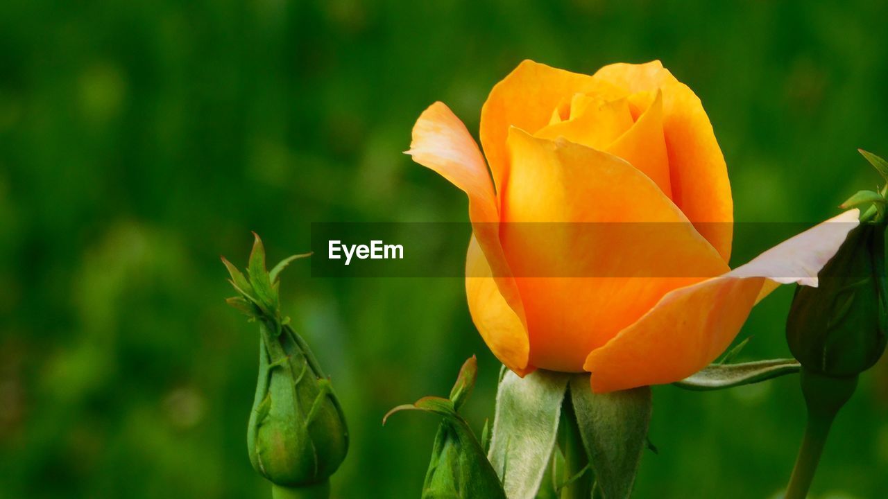 CLOSE-UP OF ORANGE FLOWER