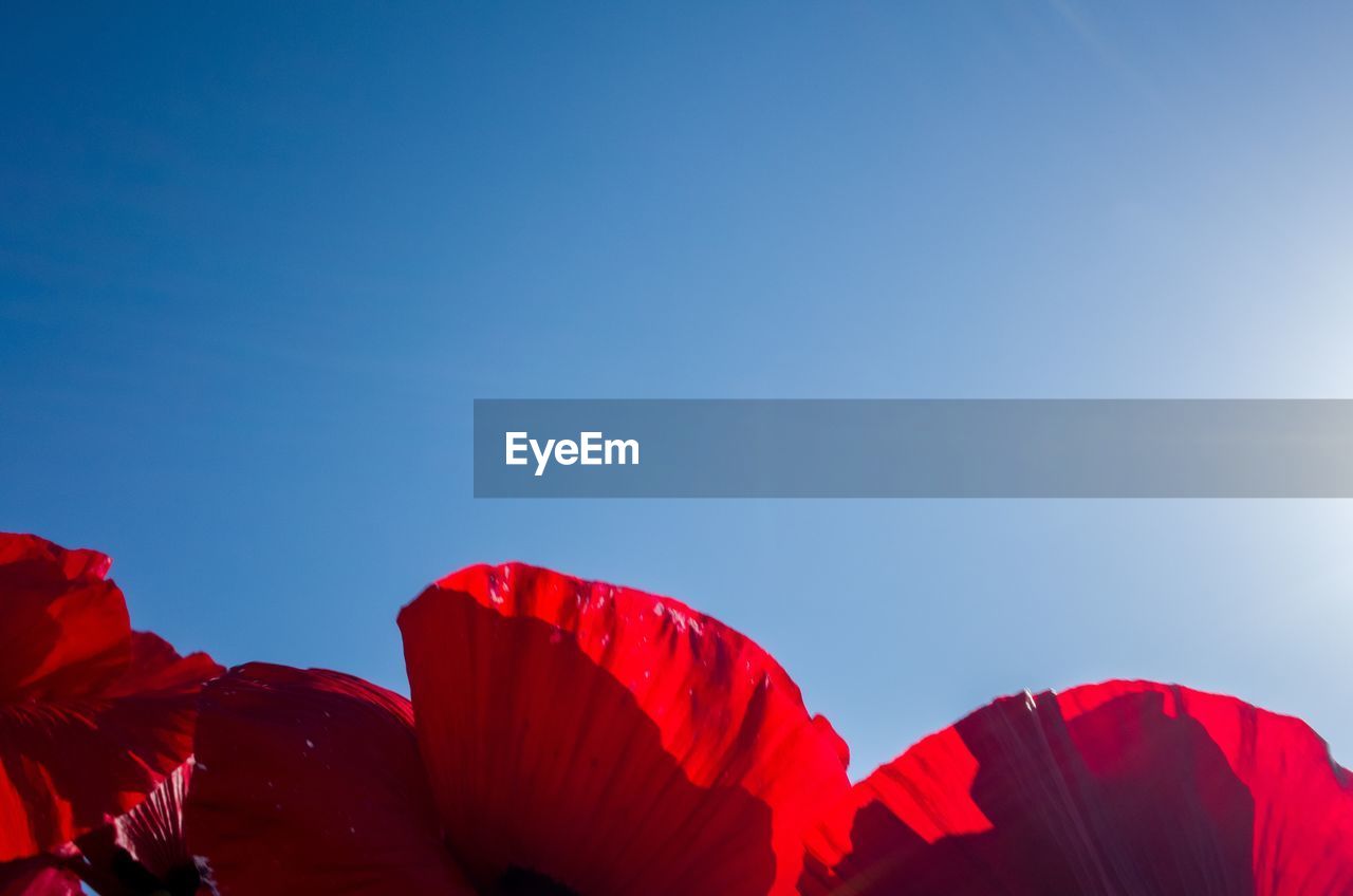 LOW ANGLE VIEW OF RED LEAVES AGAINST SKY