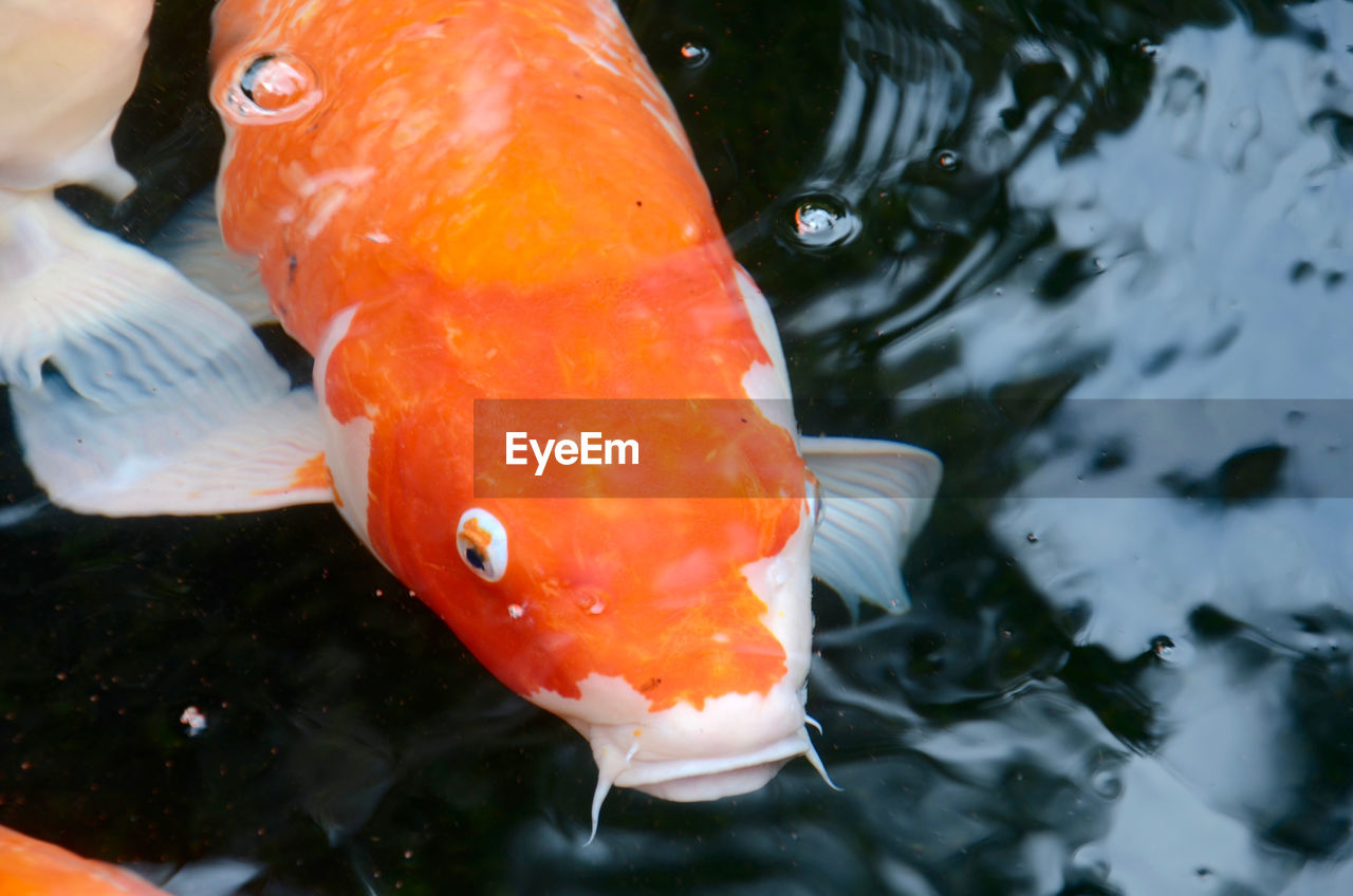 Close-up of koi fish in water