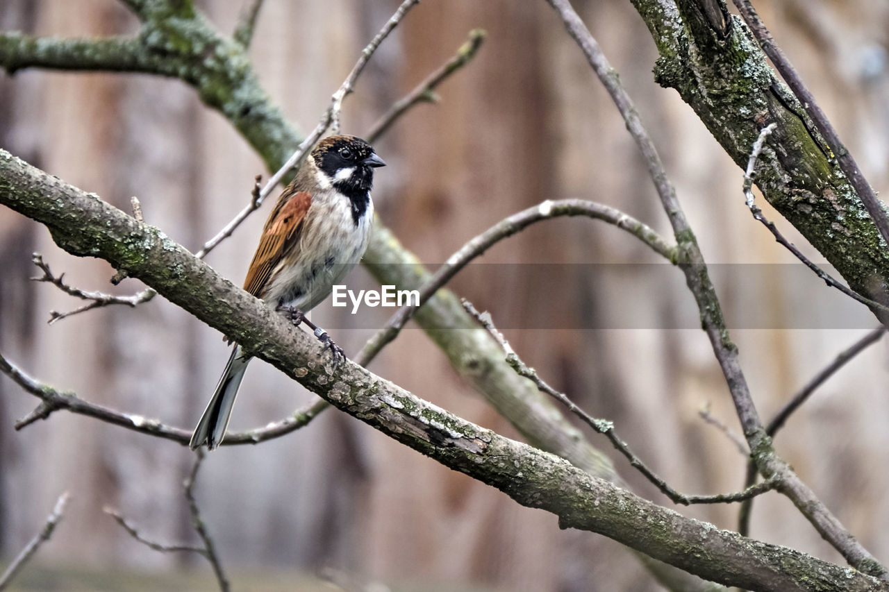 CLOSE-UP OF BIRD PERCHING ON TREE