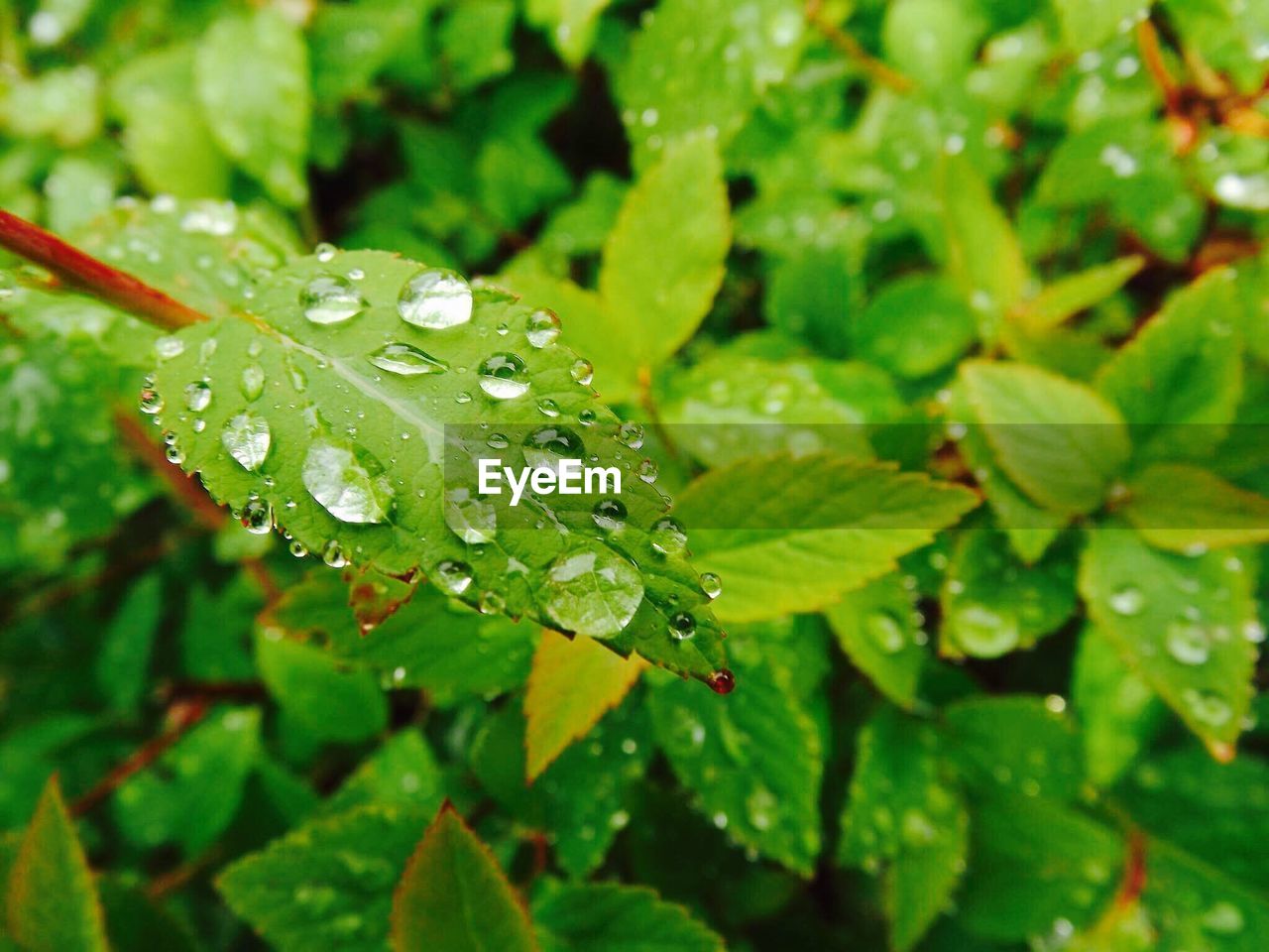 Close-up of wet plant