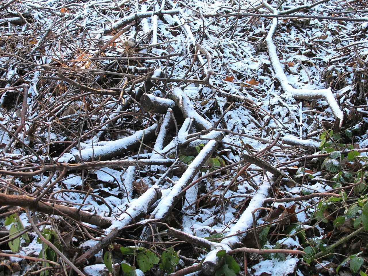 LOW ANGLE VIEW OF SNOW COVERED TREE IN FOREST