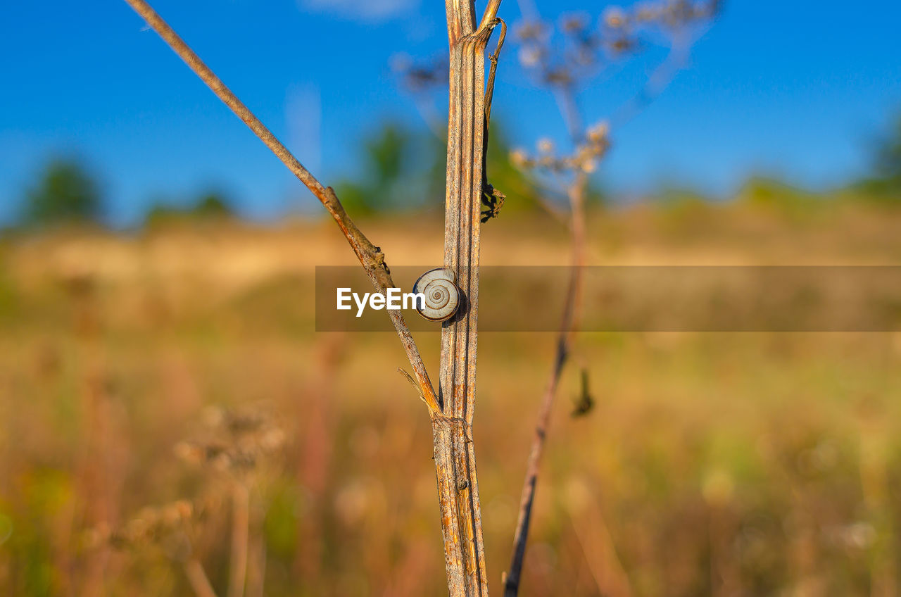 Steppe snails helicopsis dejetta on stems of dry grasses in field
