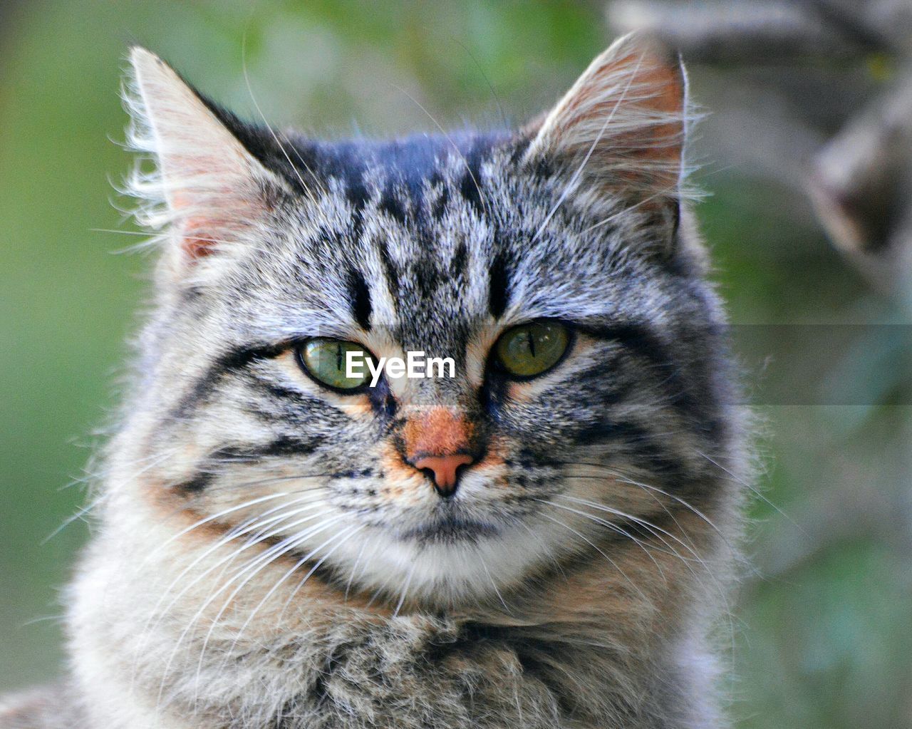 Close-up portrait of cat