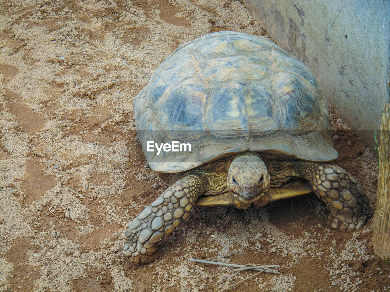 Close-up portrait of tortoise