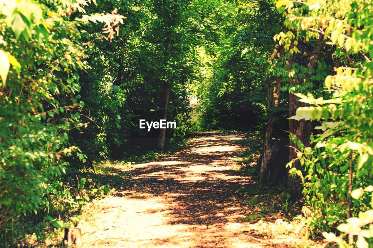 EMPTY FOOTPATH ALONG TREES