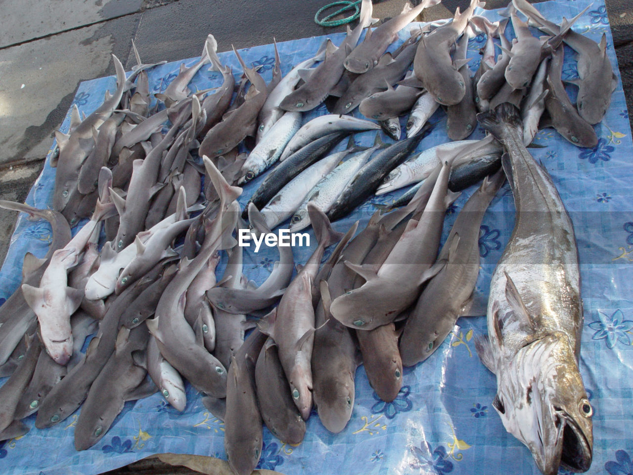 high angle view of fish for sale in market