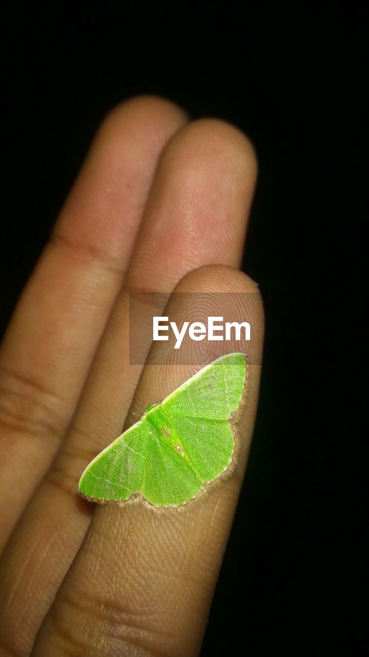 Cropped hand of person with green moth
