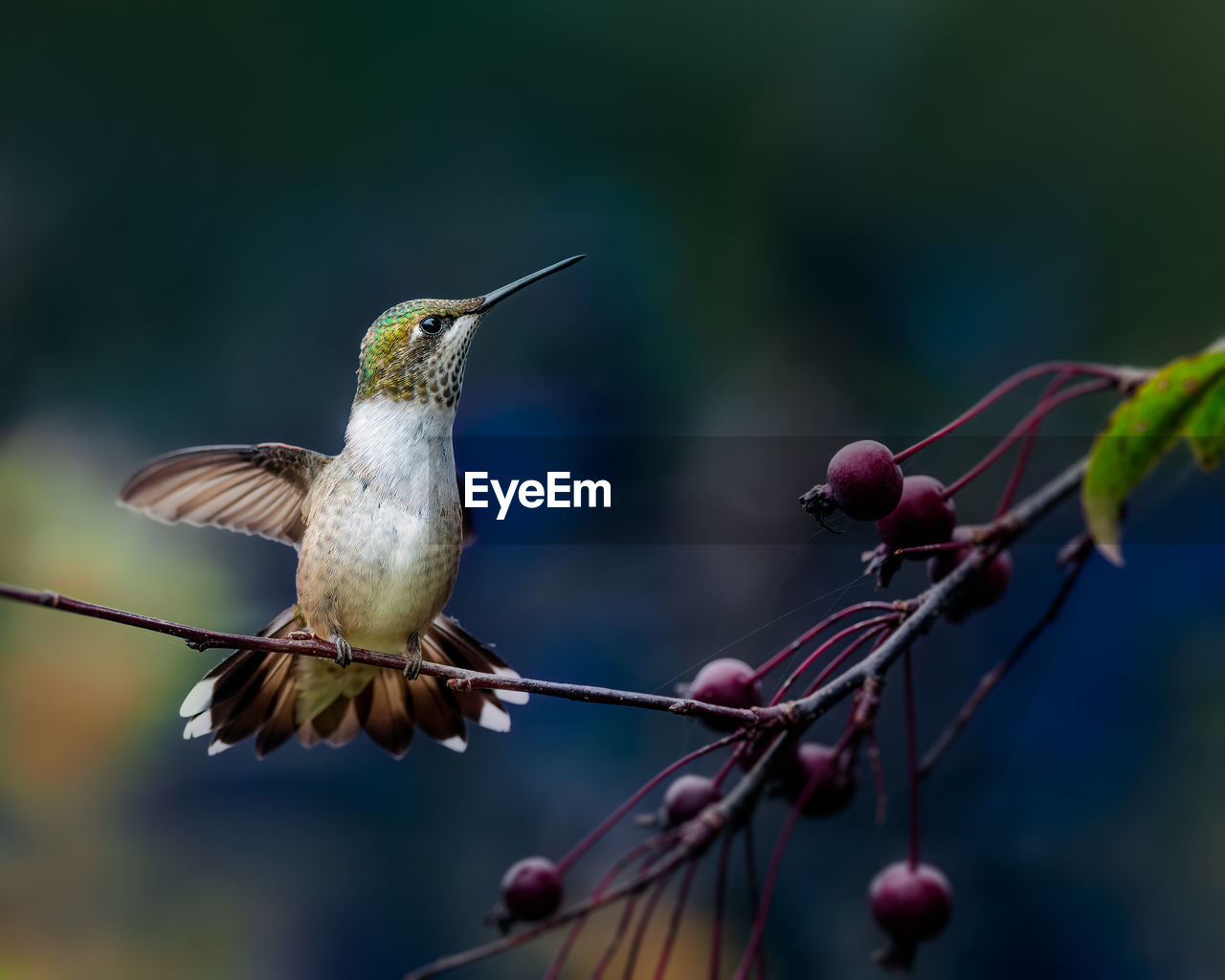 BIRD PERCHING ON BRANCH