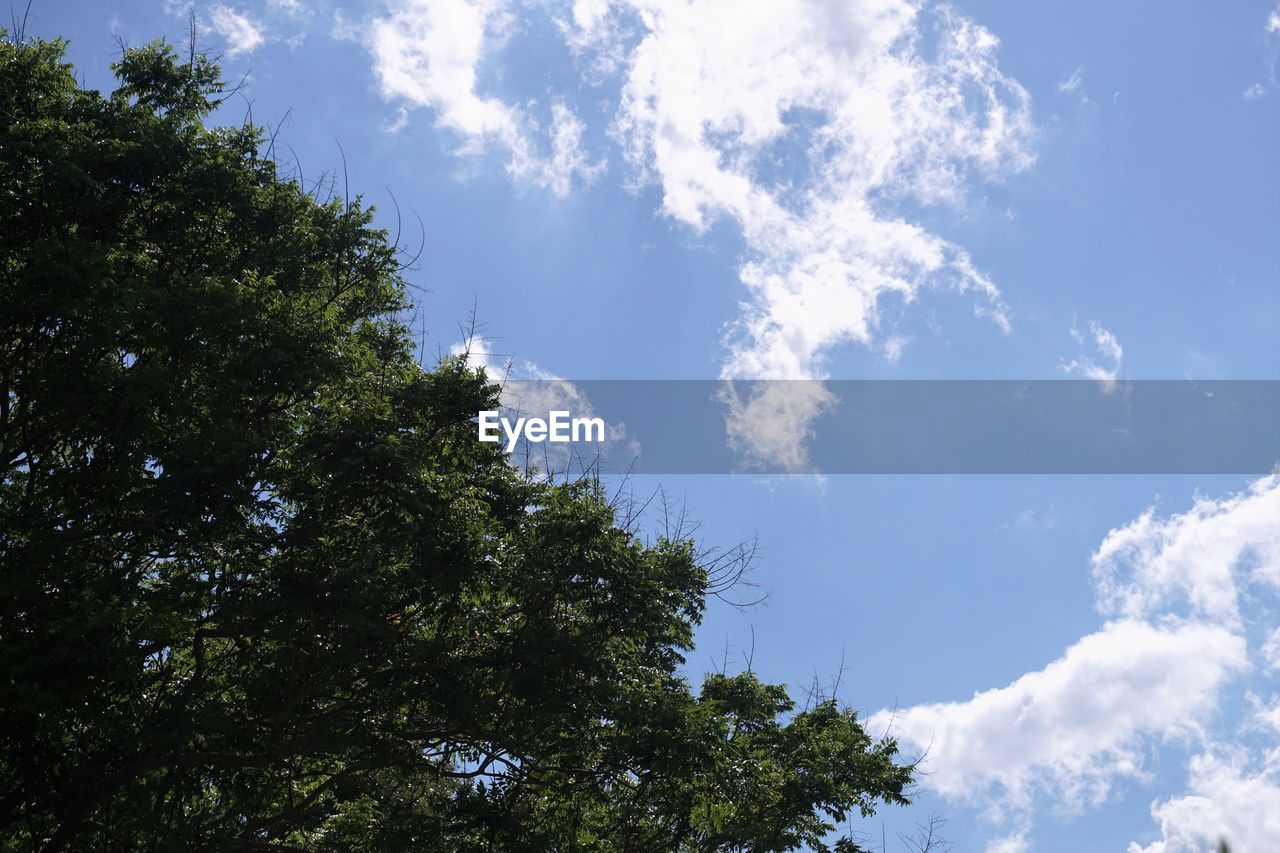 LOW ANGLE VIEW OF TREES AGAINST CLOUDY SKY