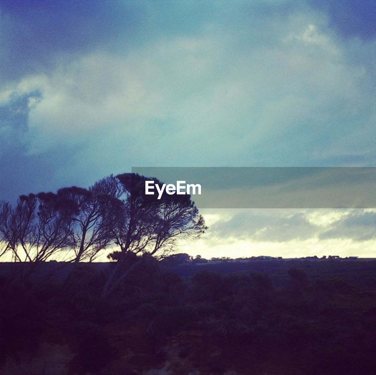 TREES ON LANDSCAPE AGAINST CLOUDY SKY