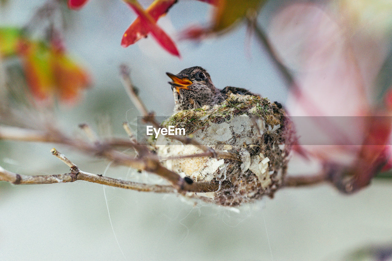 Close-up of baby bird in nest