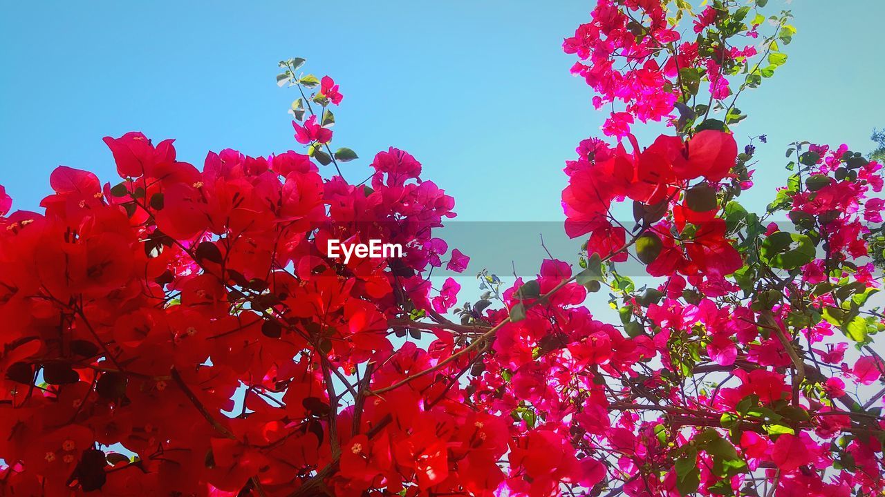 LOW ANGLE VIEW OF PINK FLOWERING PLANT