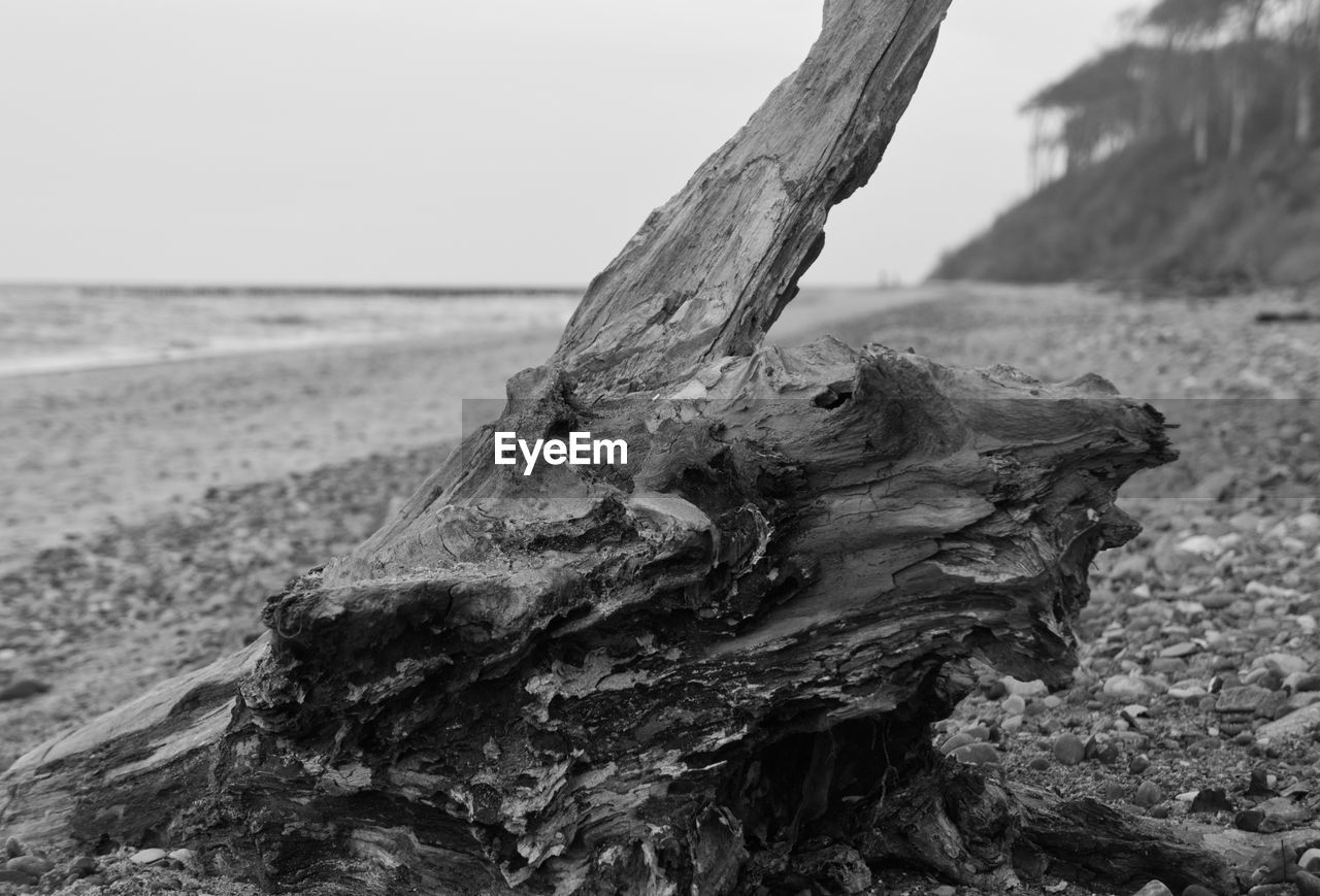 CLOSE-UP OF DRIFTWOOD ON TREE TRUNK