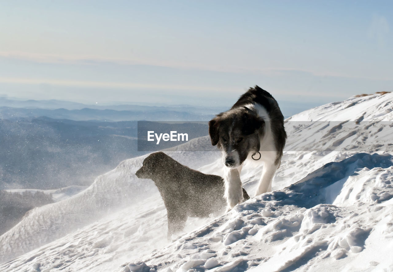 Dog on snow covered mountain against sky