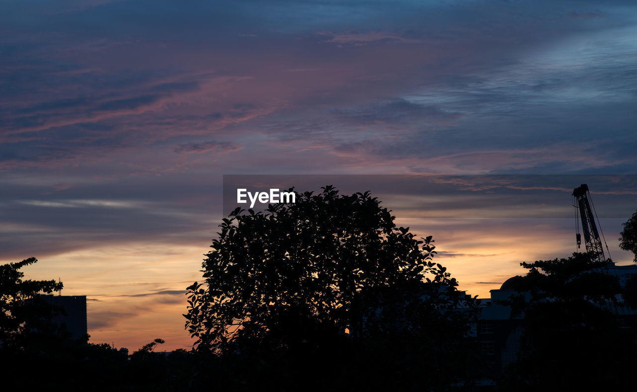 SILHOUETTE TREES AT SUNSET