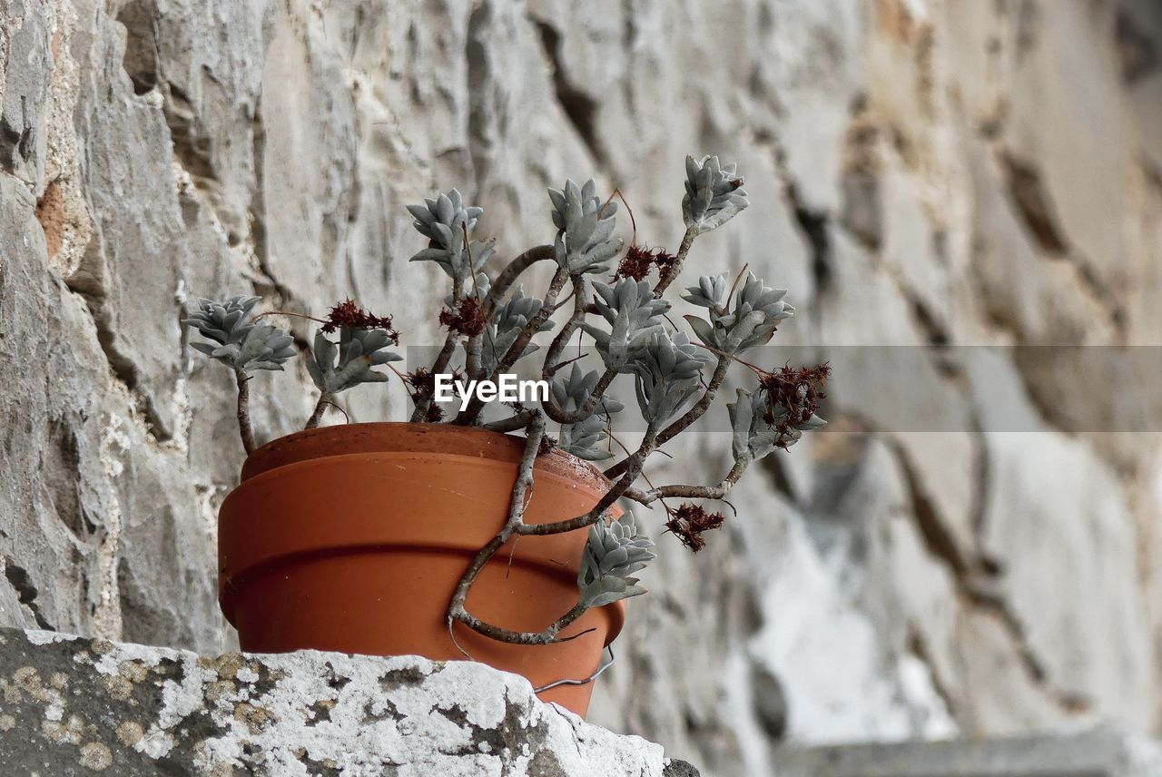 CLOSE-UP OF SMALL POTTED PLANT AGAINST ROCK