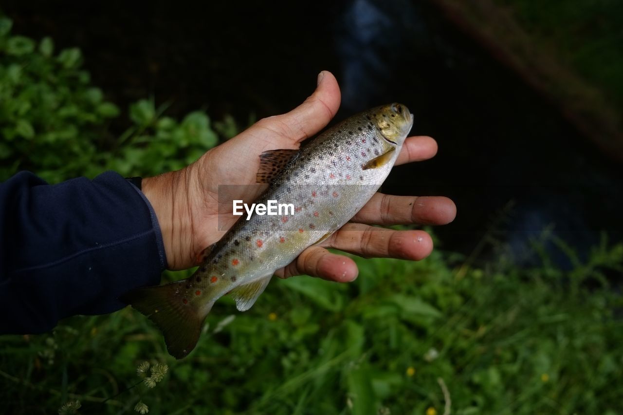 Cropped hand holding fish