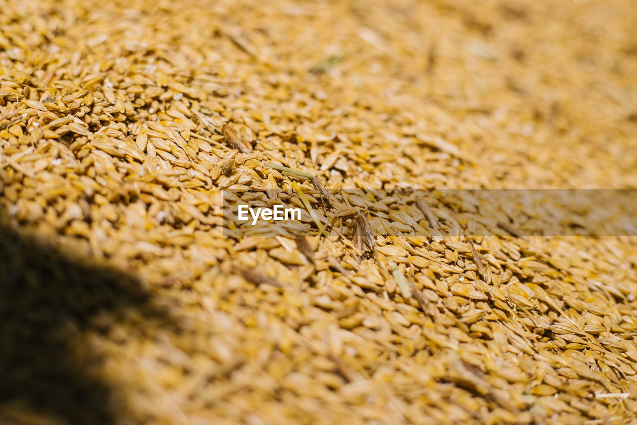 full frame shot of wheat field