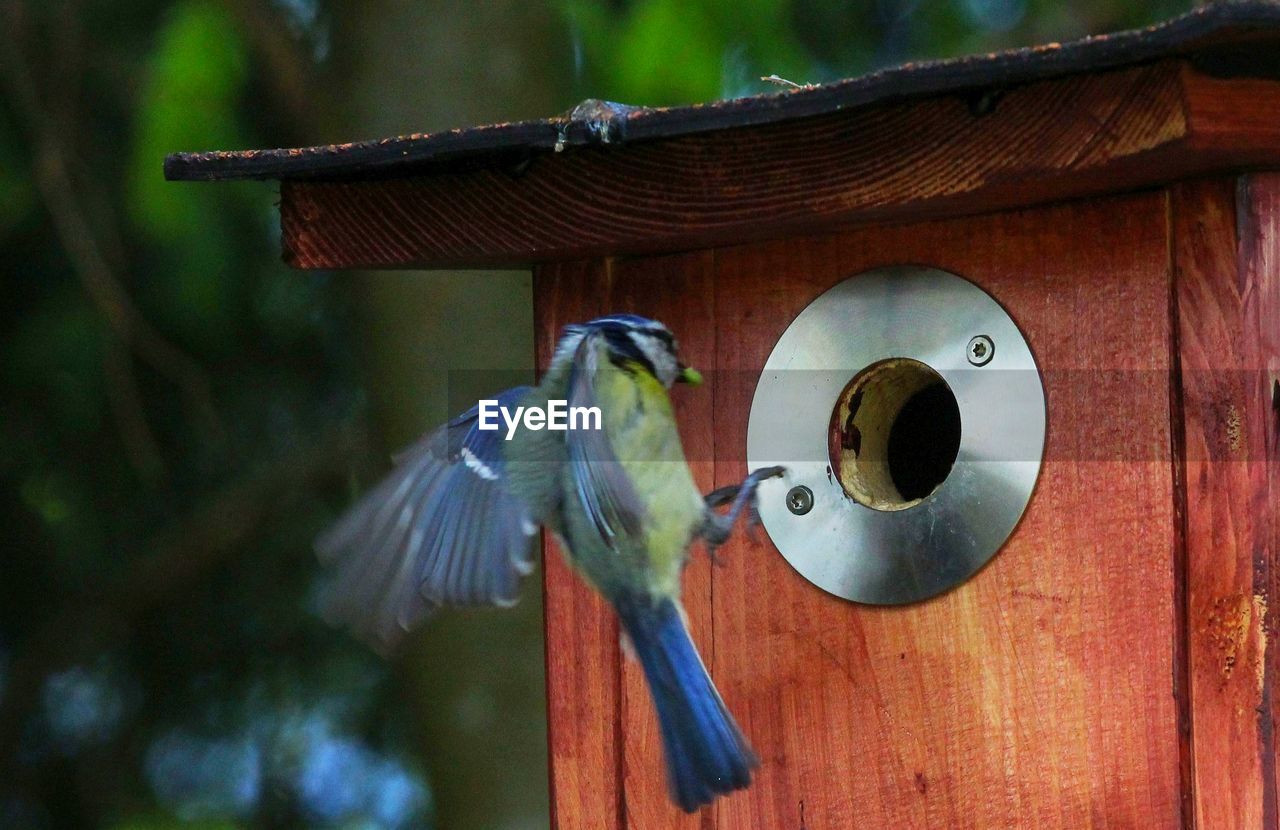 CLOSE-UP OF BIRD PERCHING ON FEEDER